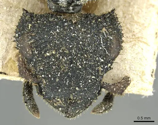 Cataulacus erinaceus - CASENT0912549