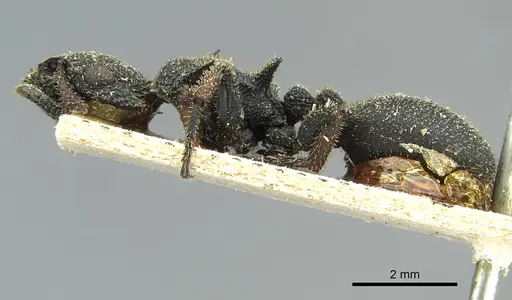 Cataulacus erinaceus - CASENT0912549