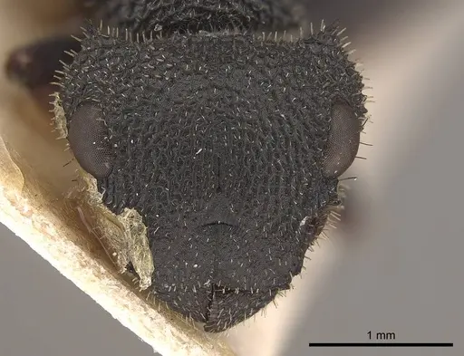 Cataulacus erinaceus - CASENT0919584