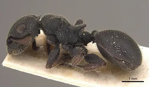 Cataulacus erinaceus - CASENT0919584