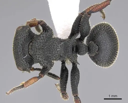 Cataulacus erinaceus - CASENT0922492