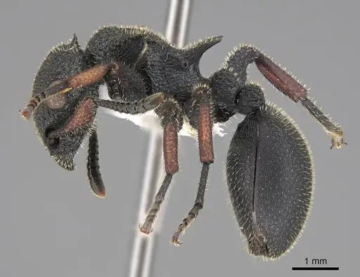 Cataulacus erinaceus - CASENT0922492