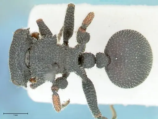 Cataulacus erinaceus - FOCOL2123