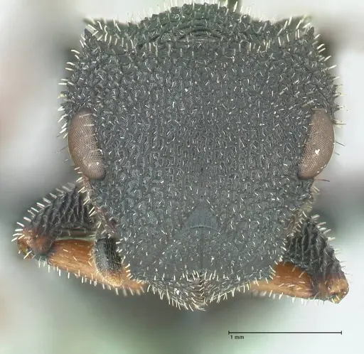 Cataulacus erinaceus - FOCOL2123