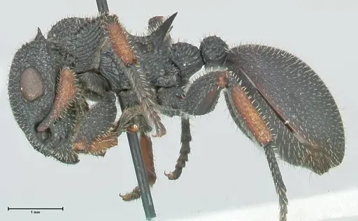 Cataulacus erinaceus - FOCOL2123