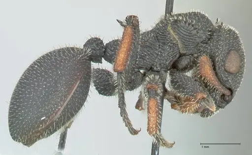 Cataulacus erinaceus - FOCOL2123