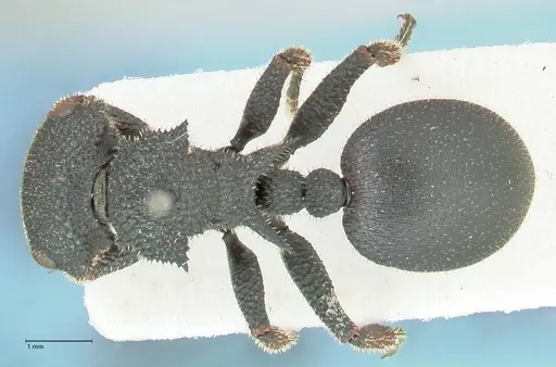 Cataulacus erinaceus - FOCOL2124