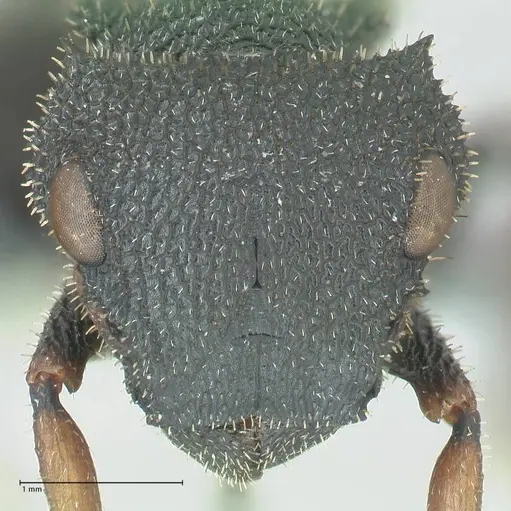 Cataulacus erinaceus - FOCOL2124