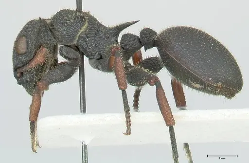 Cataulacus erinaceus - FOCOL2124