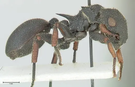 Cataulacus erinaceus - FOCOL2124