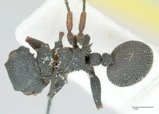 Cataulacus erinaceus - FOCOL2125