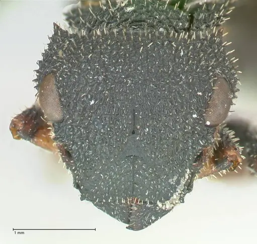 Cataulacus erinaceus - FOCOL2125