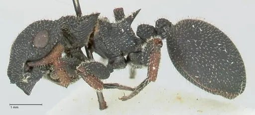 Cataulacus erinaceus - FOCOL2125