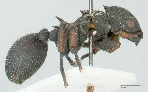 Cataulacus erinaceus - FOCOL2125