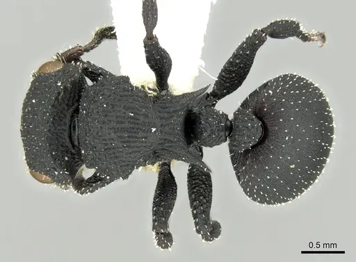 Cataulacus flagitiosus specimen