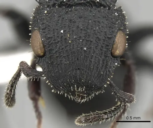 Cataulacus flagitiosus specimen