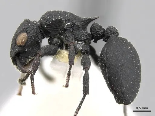 Cataulacus flagitiosus specimen