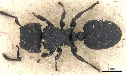 Cataulacus flagitiosus - CASENT0901454