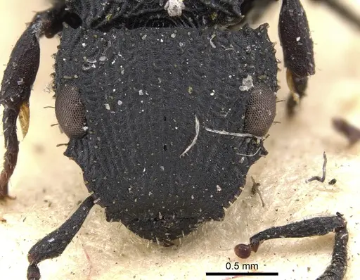 Cataulacus flagitiosus - CASENT0901454