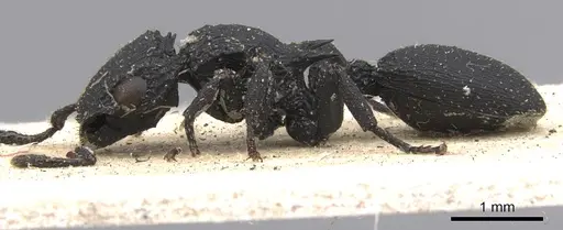 Cataulacus flagitiosus - CASENT0901454