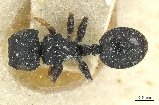 Cataulacus fricatidorsus specimen