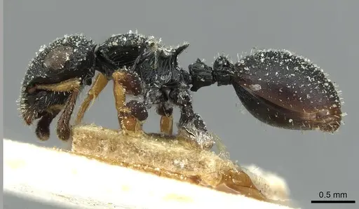 Cataulacus fricatidorsus specimen