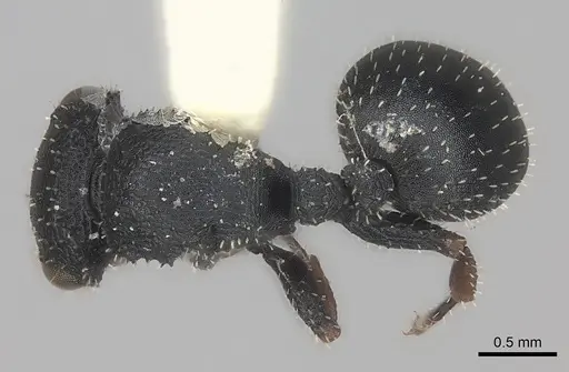 Cataulacus granulatus specimen