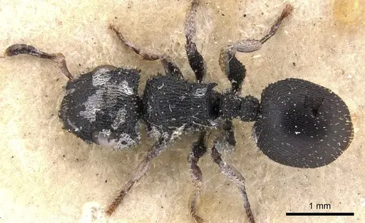 Cataulacus granulatus - CASENT0901453