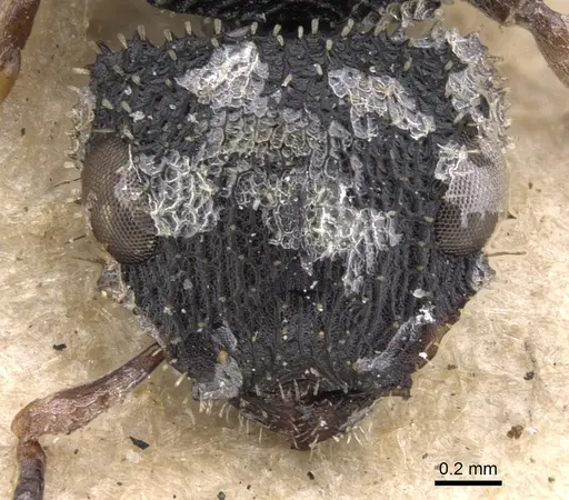 Cataulacus granulatus - CASENT0901453