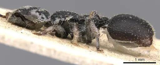 Cataulacus granulatus - CASENT0901453