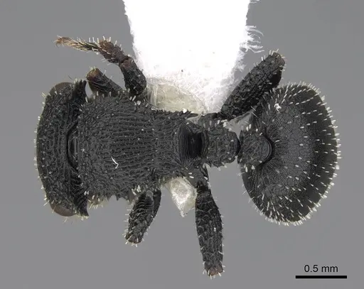 Cataulacus granulatus - CASENT0922493