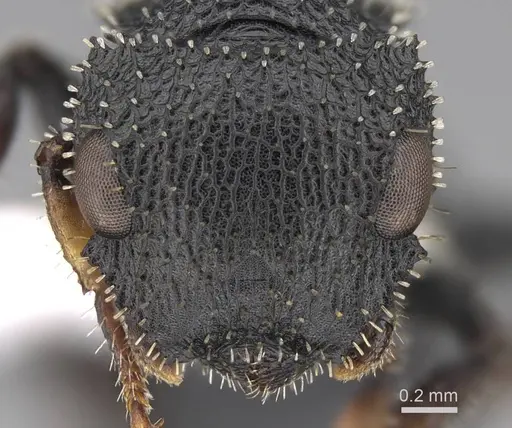 Cataulacus granulatus - CASENT0922493