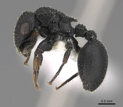 Cataulacus granulatus - CASENT0922493