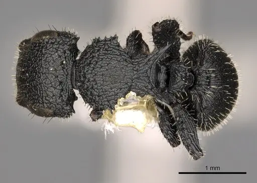 Cataulacus greggi specimen