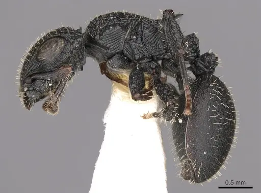 Cataulacus greggi specimen