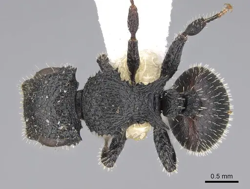 Cataulacus greggi - CASENT0922494