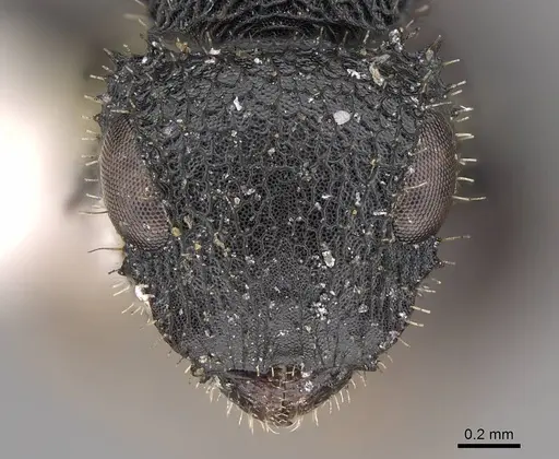 Cataulacus greggi - CASENT0922494