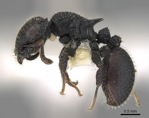 Cataulacus greggi - CASENT0922494