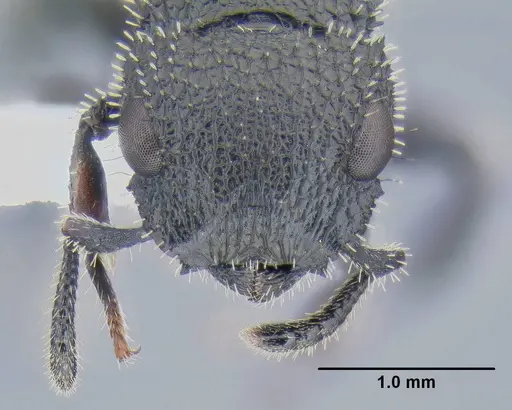 Cataulacus hispidulus specimen