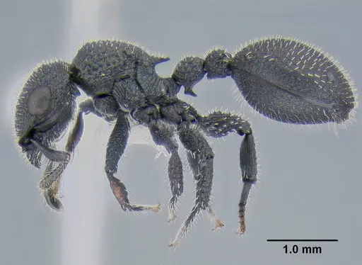 Cataulacus hispidulus specimen