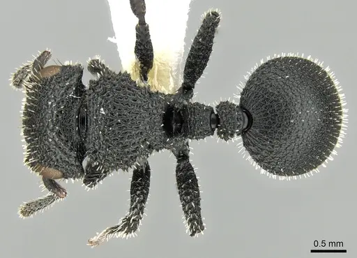 Cataulacus hispidulus - CASENT0280802