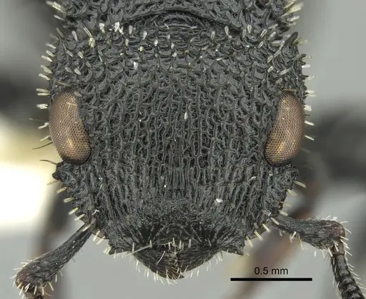 Cataulacus hispidulus - CASENT0280802