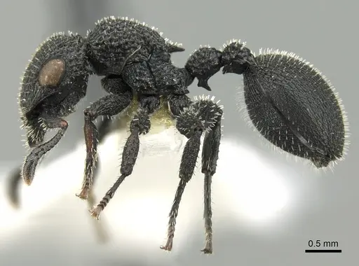 Cataulacus hispidulus - CASENT0280802