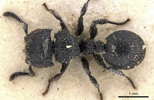 Cataulacus hispidulus - CASENT0901452