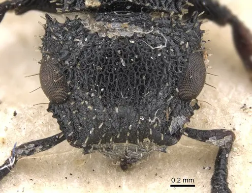 Cataulacus hispidulus - CASENT0901452