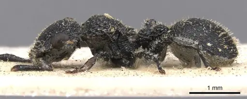 Cataulacus hispidulus - CASENT0901452