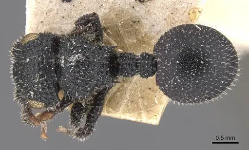 Cataulacus hispidulus - CASENT0909236