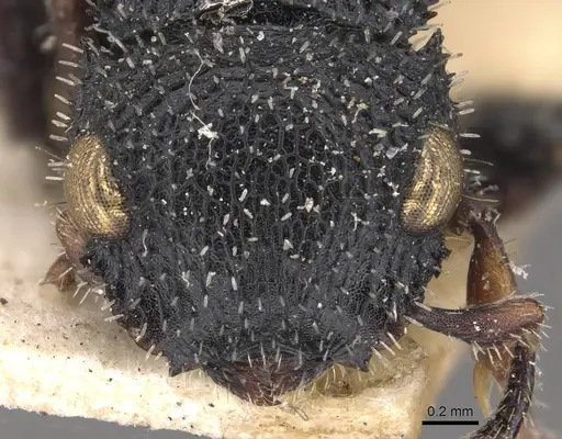 Cataulacus hispidulus - CASENT0909236