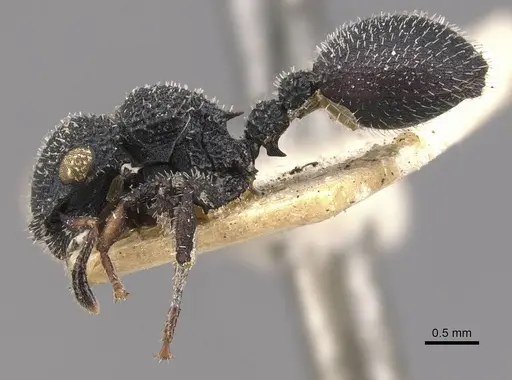 Cataulacus hispidulus - CASENT0909236