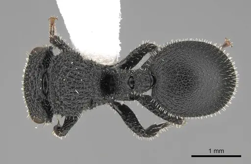 Cataulacus hispidulus - CASENT0922497